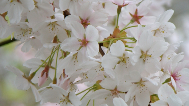 Cheery Cherry Blossom Beauty